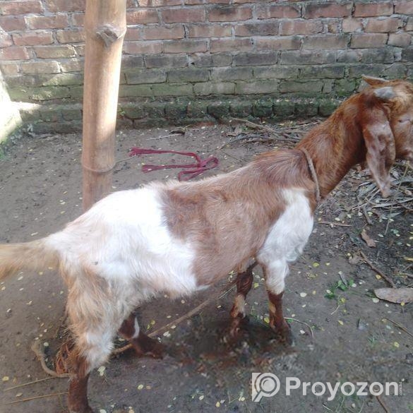 পাকিস্তানের পাঠা ছাগল