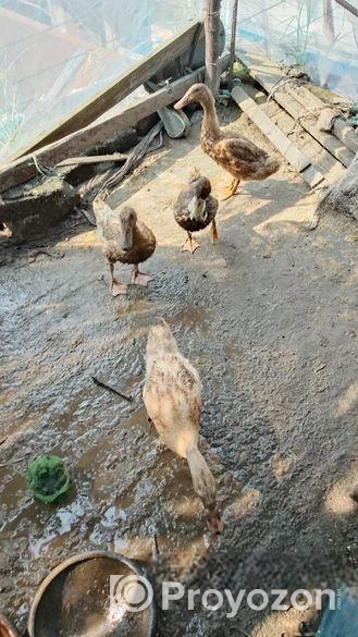 ভ্যাকসিন করার কিছু হাঁসের বাচ্চা বিক্রি করা হইবে