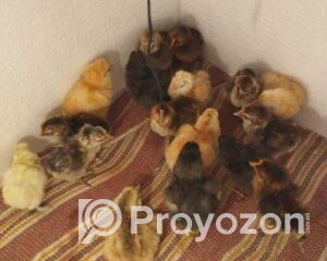 fitted-76_2025-10-19_11-37-46