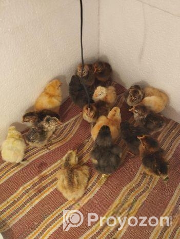 ফাওমি ও টাইগার মুরগির বাচ্চা