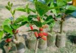 মালবেরি গাছের চারা