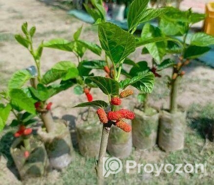 মালবেরি গাছের চারা
