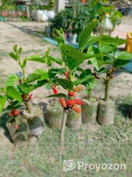 মালবেরি গাছের চারা