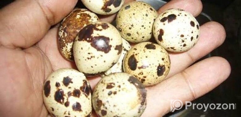 কোয়েল পাখির বীজ ডিম