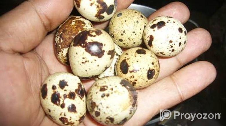 কোয়েল পাখির বীজ ডিম