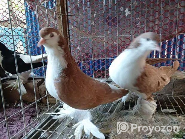 হলুদ পাকিস্তানি লাহোরি সিরাজ