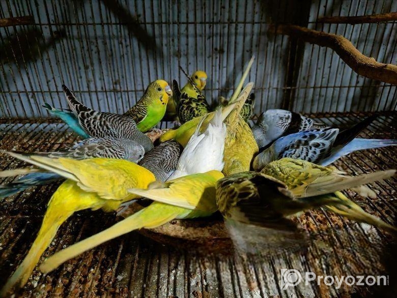 বাজরিগার পাখি