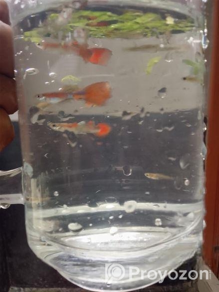 গাপ্পি মাছ