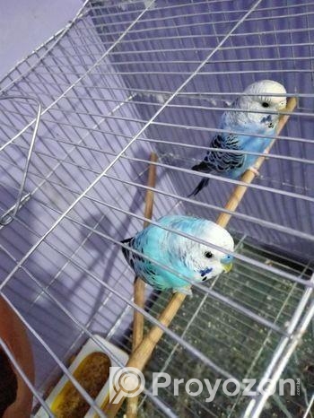 বাজিগার পাখি