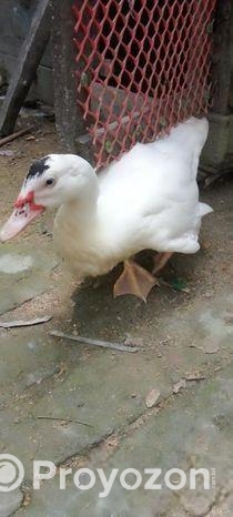 ২ টা পুরুষ ১ মহিলা বিক্রি করবো