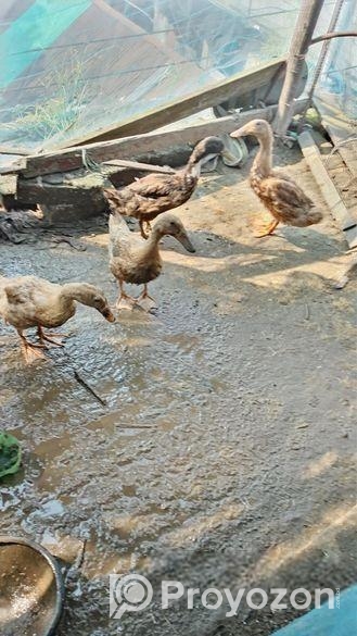 ভ্যাকসিন করার কিছু হাঁসের বাচ্চা বিক্রি করা হইবে