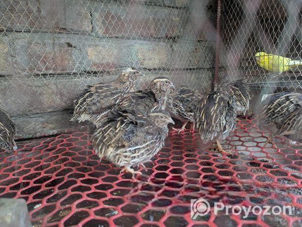 ডিম পাড়া কোয়েল পাখি