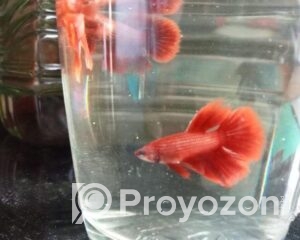 fitted-77_2025-10-23_10-46-38