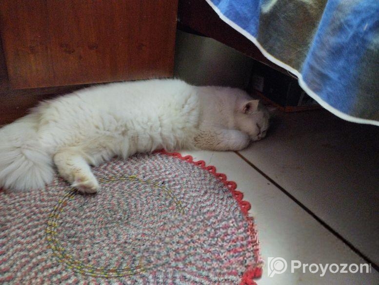 বিড়ালটি বিক্রম বিক্রি করব