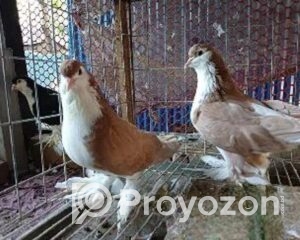 fitted-77_2025-10-30_10-59-41