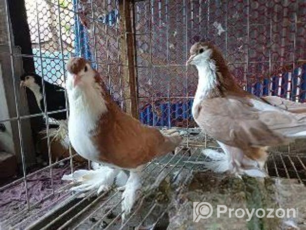 হলুদ পাকিস্তানি লাহোরি সিরাজ