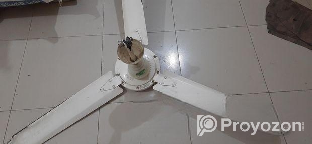 জনতা ২০২৪ এর মডেল দুটি ফ্যান