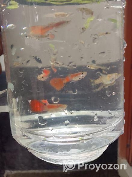 গাপ্পি মাছ