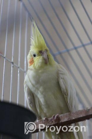 ককাটেল পাখি