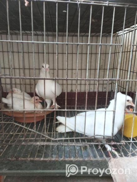 কবুতর বিক্রি হবে