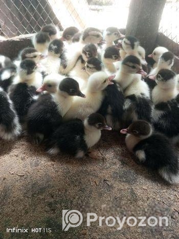 চিনা হাঁসের বাচ্চা বিক্রয় করা হবে।