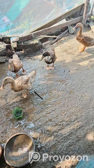 ভ্যাকসিন করার কিছু হাঁসের বাচ্চা বিক্রি করা হইবে