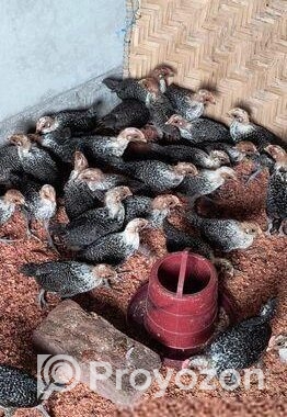 🐥 এক দিন বয়সের মিশরী ফাউমি মুরগির বাচ্চা বিক্রি হচ্ছে!