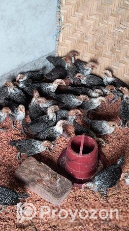 🐥 এক দিন বয়সের মিশরী ফাউমি মুরগির বাচ্চা বিক্রি হচ্ছে!