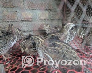 fitted-78_2025-10-19_11-40-02