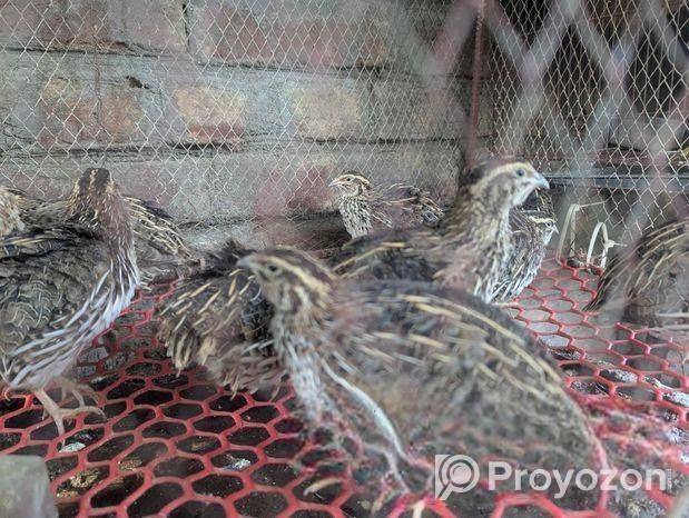 ডিম পাড়া কোয়েল পাখি