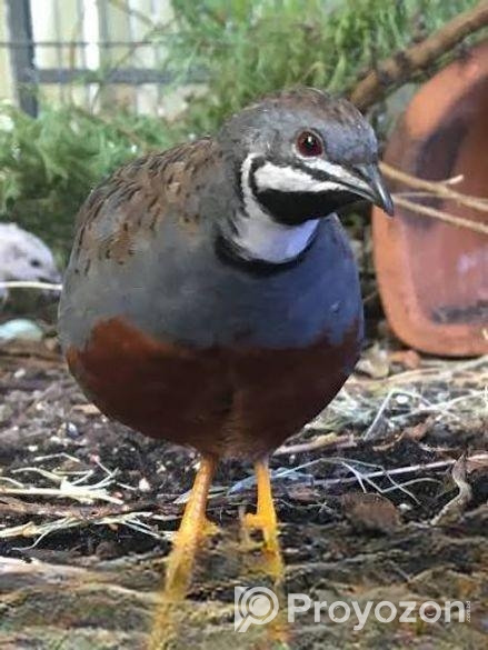 King quail / কিং কোয়েল জোড়া