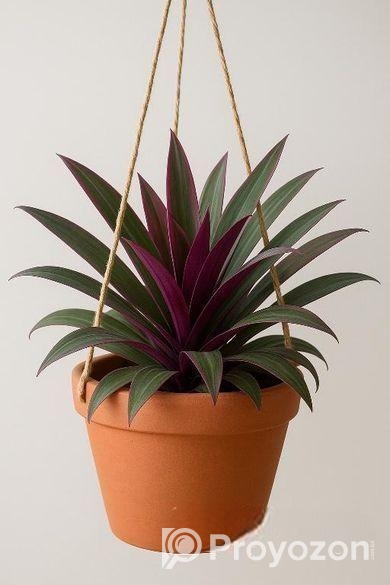 রক্ত পাতা টব