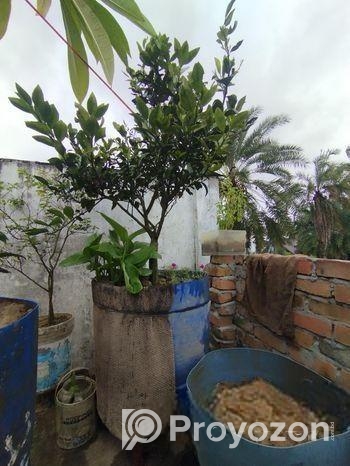 ভিয়েতনামের মাল্টা গাছ