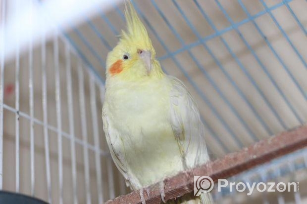 ককাটেল পাখি