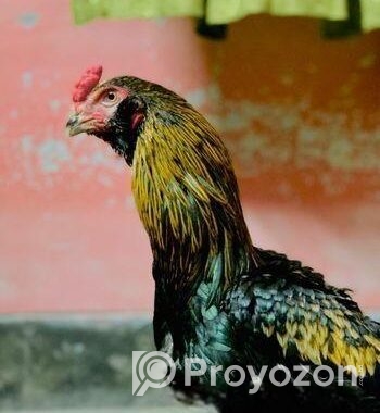 মুরগি সেল হবে