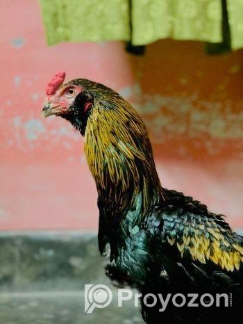 মুরগি সেল হবে