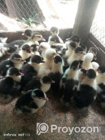 চিনা হাঁসের বাচ্চা বিক্রয় করা হবে।