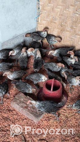 🐥 এক দিন বয়সের মিশরী ফাউমি মুরগির বাচ্চা বিক্রি হচ্ছে!