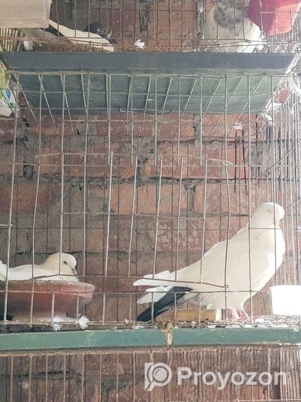 হাইফ্লাইং কবুতর