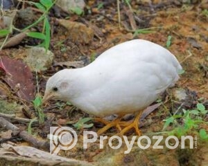 fitted-79_2025-10-28_09-51-43