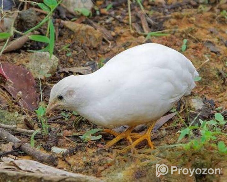 King quail / কিং কোয়েল জোড়া