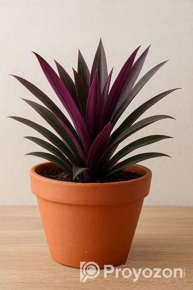 রক্ত পাতা টব