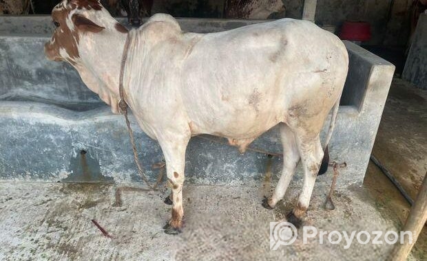 পাকড়া ষাড়