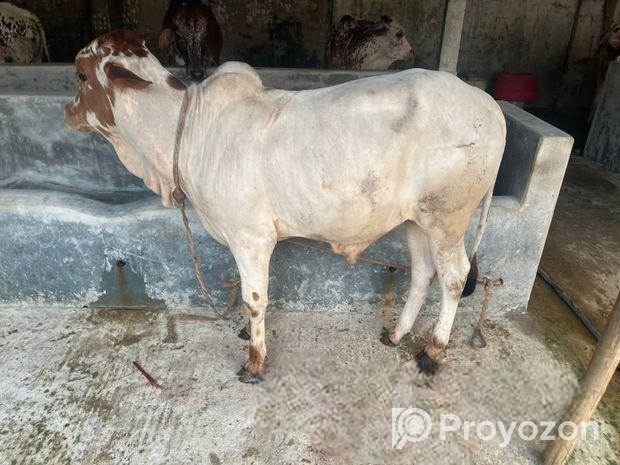 পাকড়া ষাড়