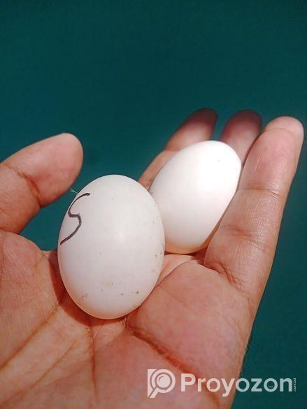 ব্লু-সার্টিন (Blue Satin) কবুতরের ডিম