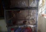 Bird Cage – পাখির খাচা