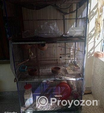 Bird Cage – পাখির খাচা