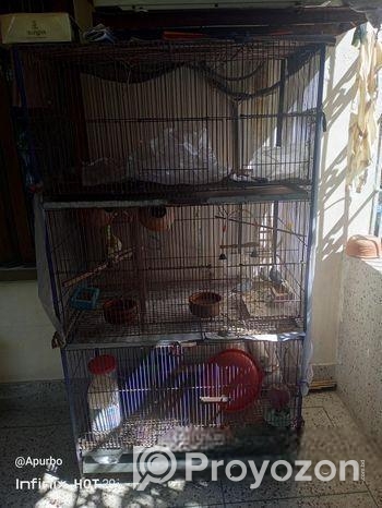 Bird Cage – পাখির খাচা