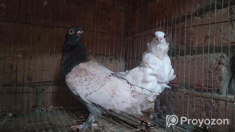 কিছু কবুতর জরুরি ভিত্তিতে সেল হবে