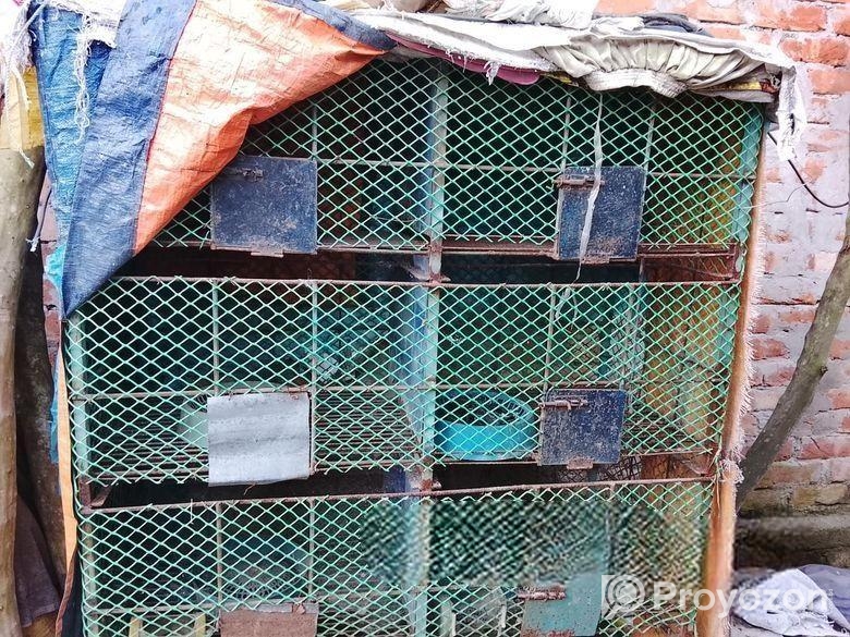 কবুতর / পাখির খাঁচা